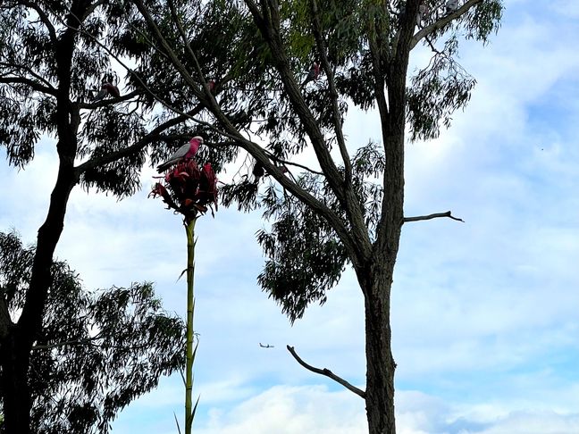 Galah on top of a waratah