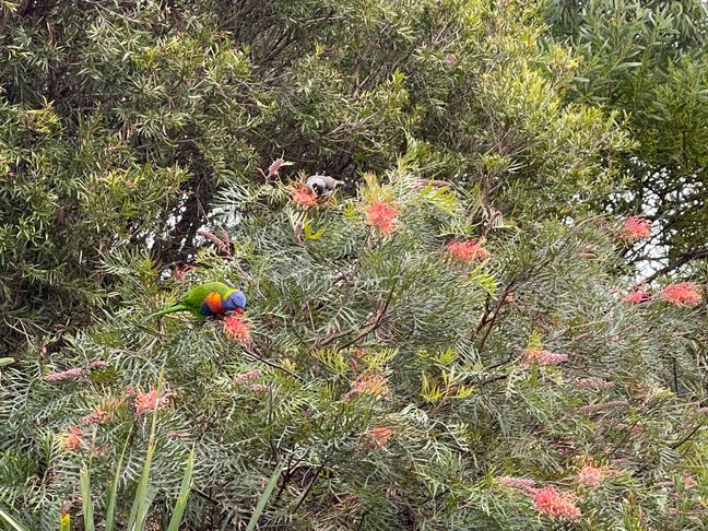 Rainbow lorakeet eating nectar from a banksia plant