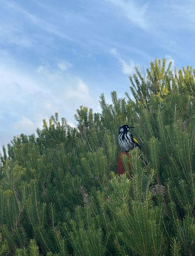 Photo of a bird in a tree